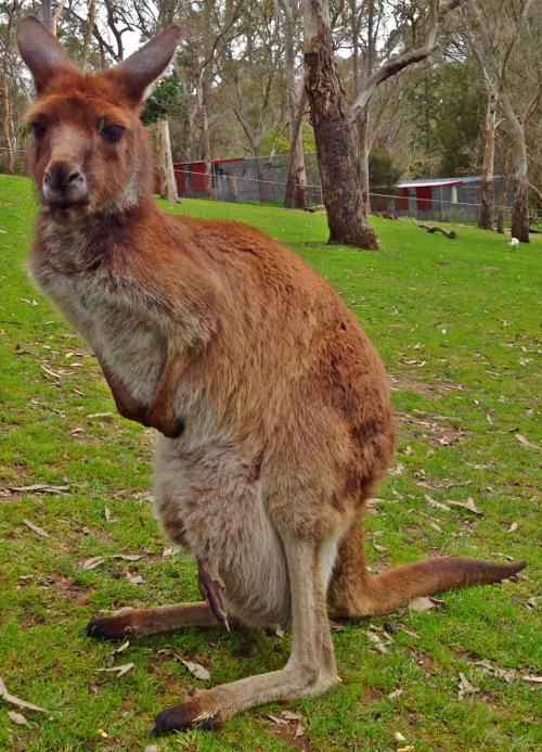 kangaroo bifurcated penis